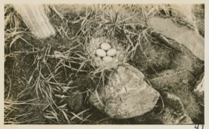 Image: Eider Duck Nest